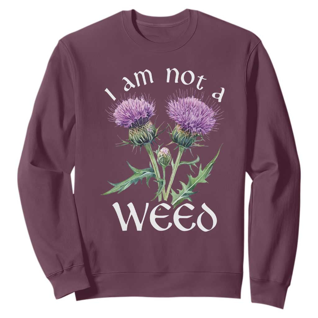 Funny Scottish Thistle I Am Not A Weed Sweatshirt TS11 Maroon Print Your Wear